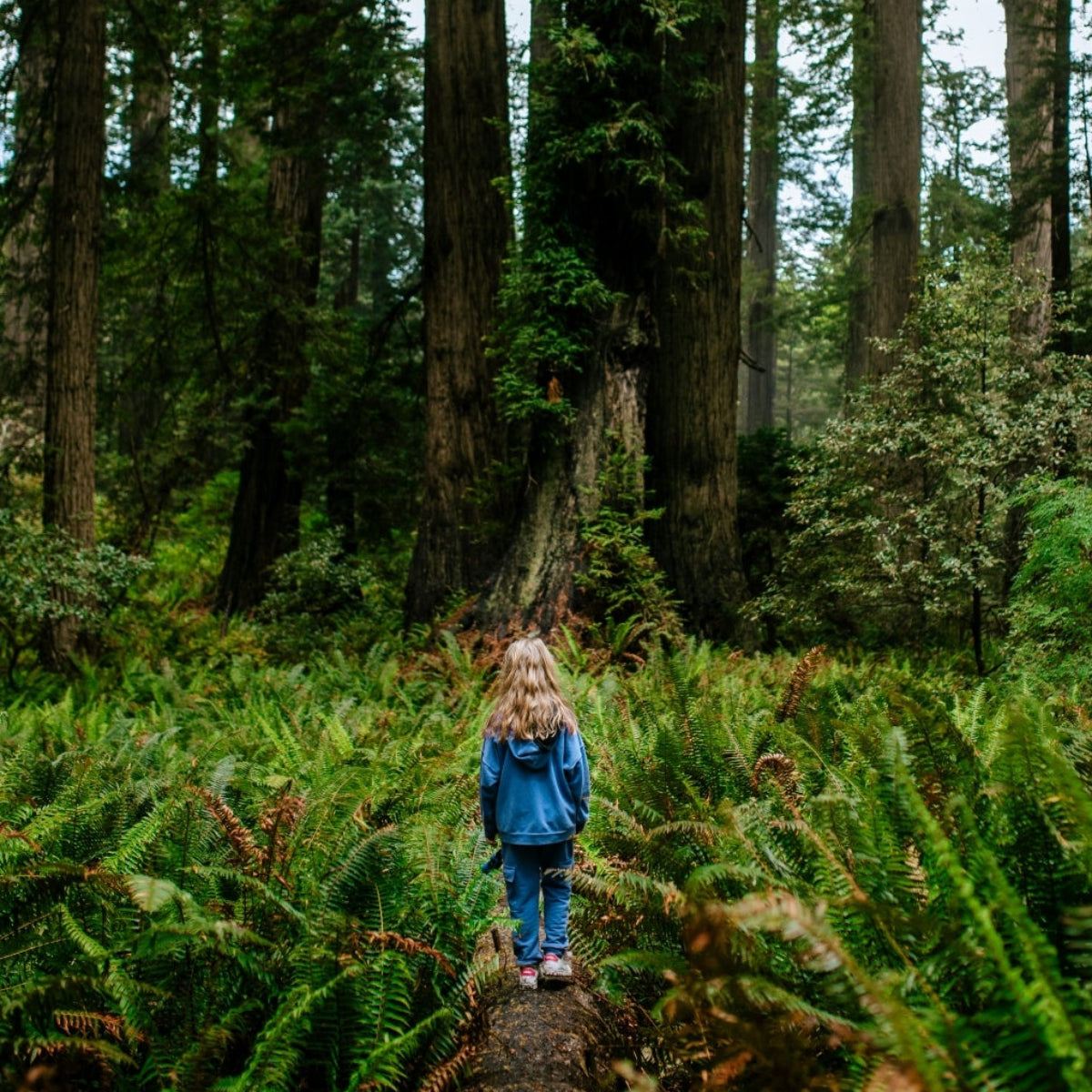 Toddler walking on a path through a dense forest with tall trees and ferns.